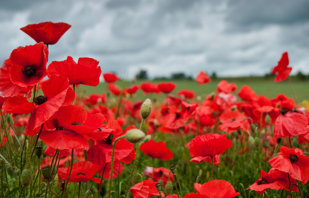 Nouvelle-Jour du Souvenir | Hommage à celles et ceux qui ont servi